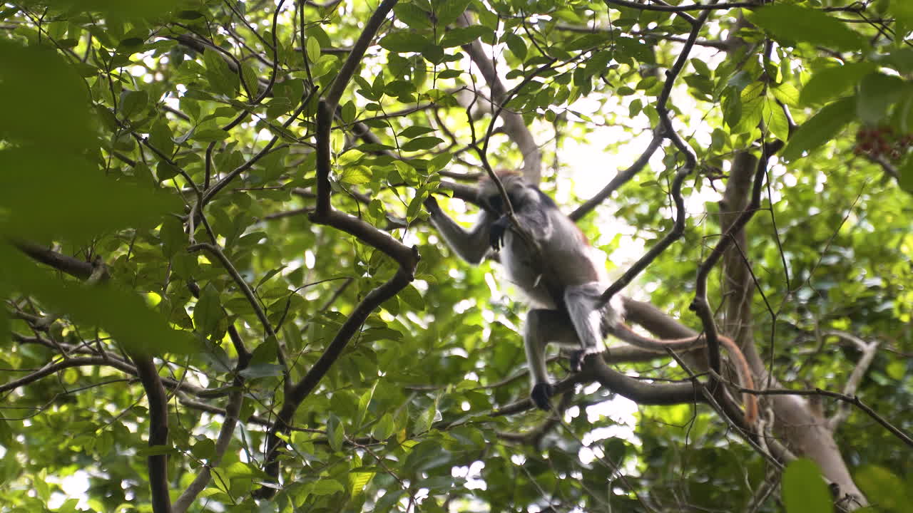 Zanzibar red colobus monkey startled by another one jumping on branch