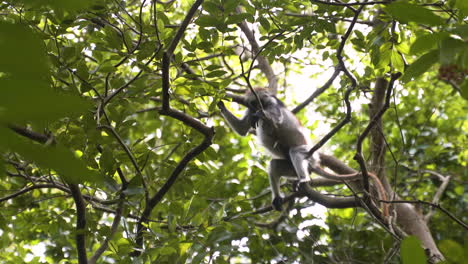 zanzibar red colobus monkey startled by another one jumping on branch