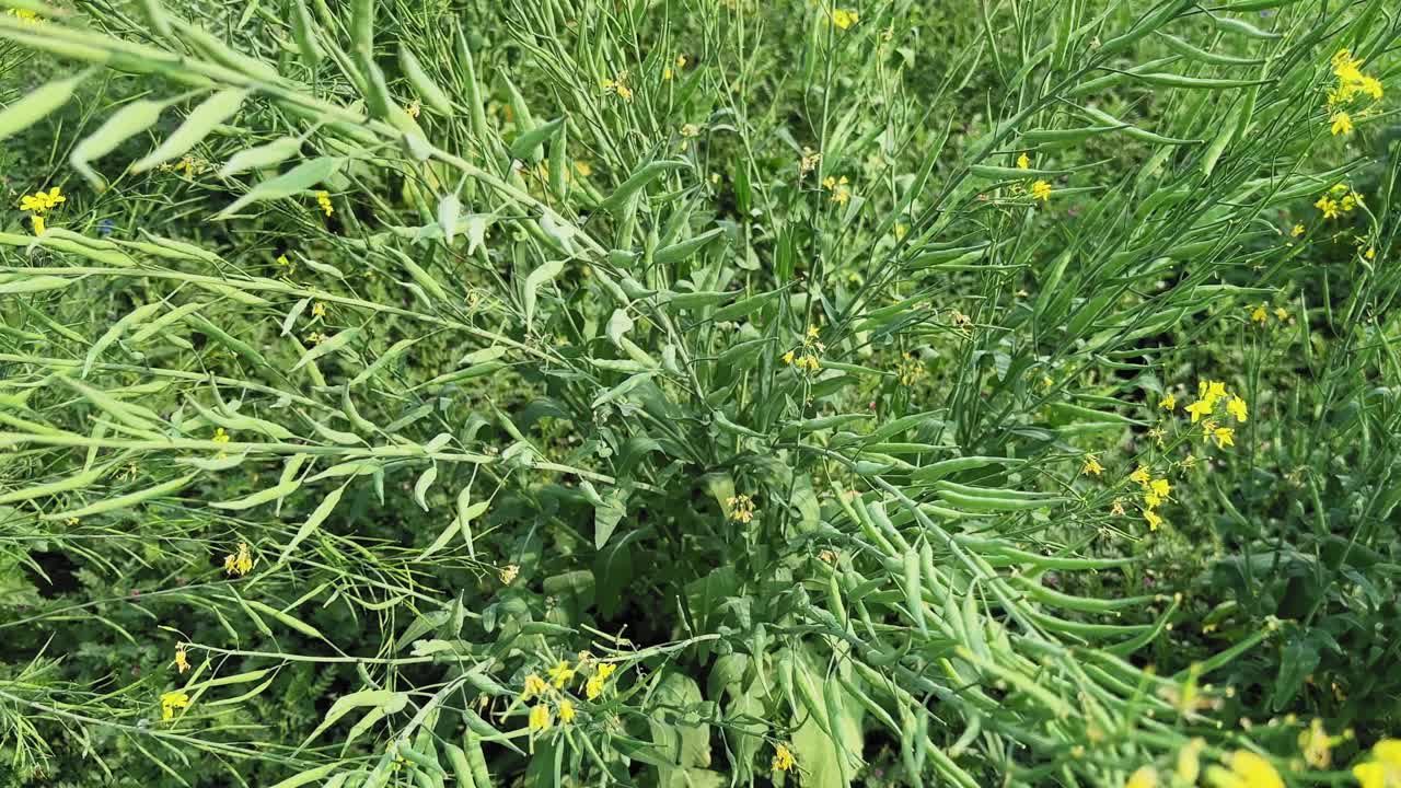 Top view of mustard or sarson plant densely covered with green seed pods growing in agricultural field, healthy crop structure visible under natural daylight outdoors