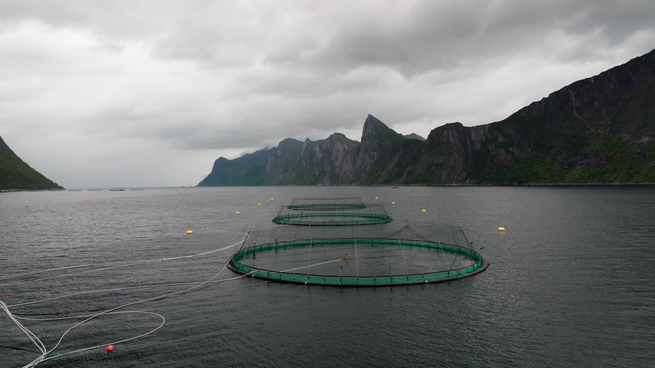 Jumping Atlantic salmon in round marine pens on aquaculture salmon farm, aerial
