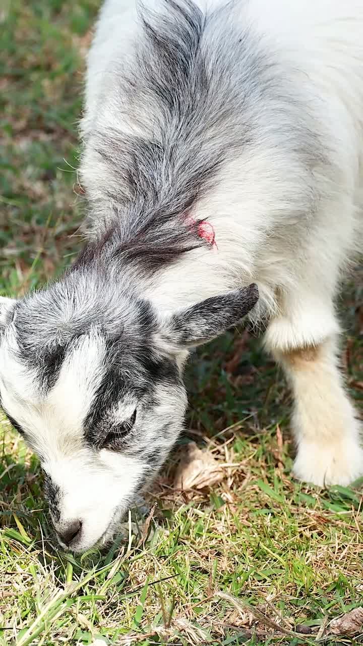 양 들 이 울창 한 초록 잔디 에 평화 로 풀 을 잡고 있다