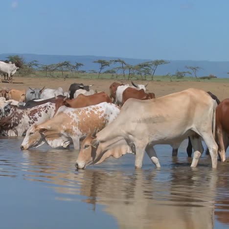 Las-Vacas-Y-El-Ganado-Beben-De-Un-Abrevadero-En-África