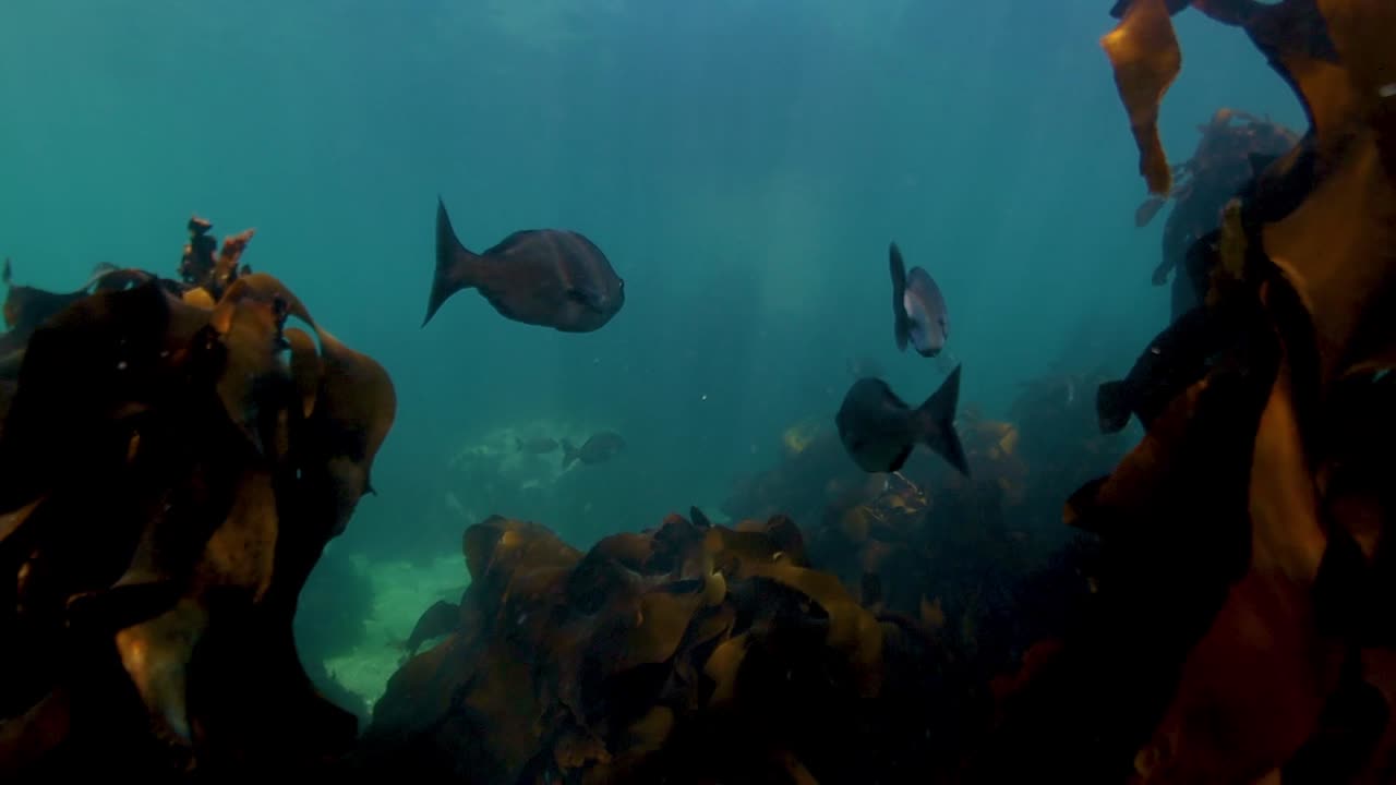 Fish swimming through the kelp forest in the Atlantic ocean
