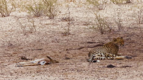 southeast african cheetah yawning and relaxing next to a freshly killed springbok carcass