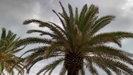 palm leaves in the wind against a gray, cloudy sky