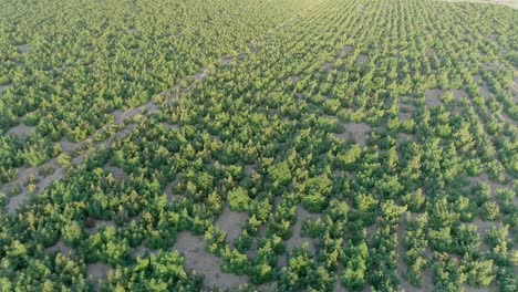 the hemp in this field is ready to harvest