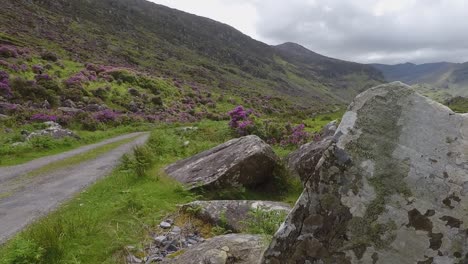 Slide-and-zoom-out-footage-of-a-valley-in-Ireland-is-early-summer-when-Rhododendron-blooms