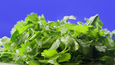 fresh coriander