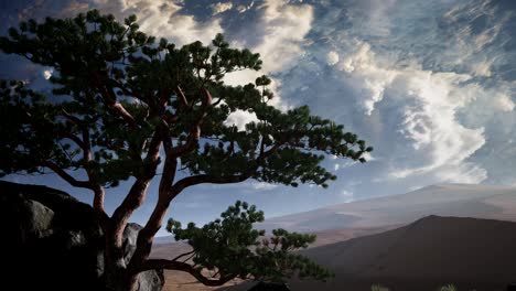 pine tree desert