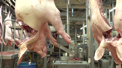 pigs hung in slaughterhouse cleaned with water in cutting line