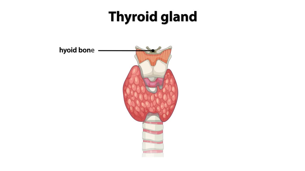 etiquetado detallado de la anatomía de la glándula tiroidea