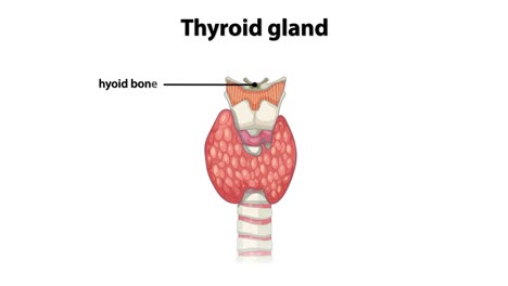 detailed labeling of thyroid gland anatomy