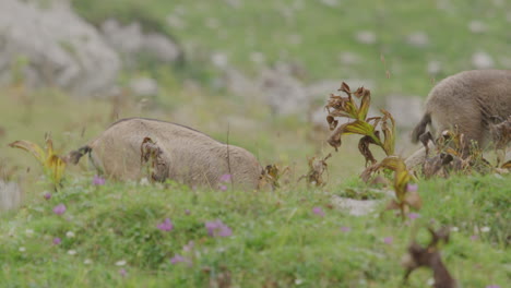 Close-up-of-Chamoishigh-up-in-the-mountains