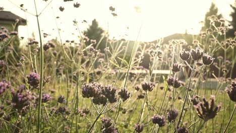 a serene view of wildflowers in a field, bathed in the warm glow of the setting sun