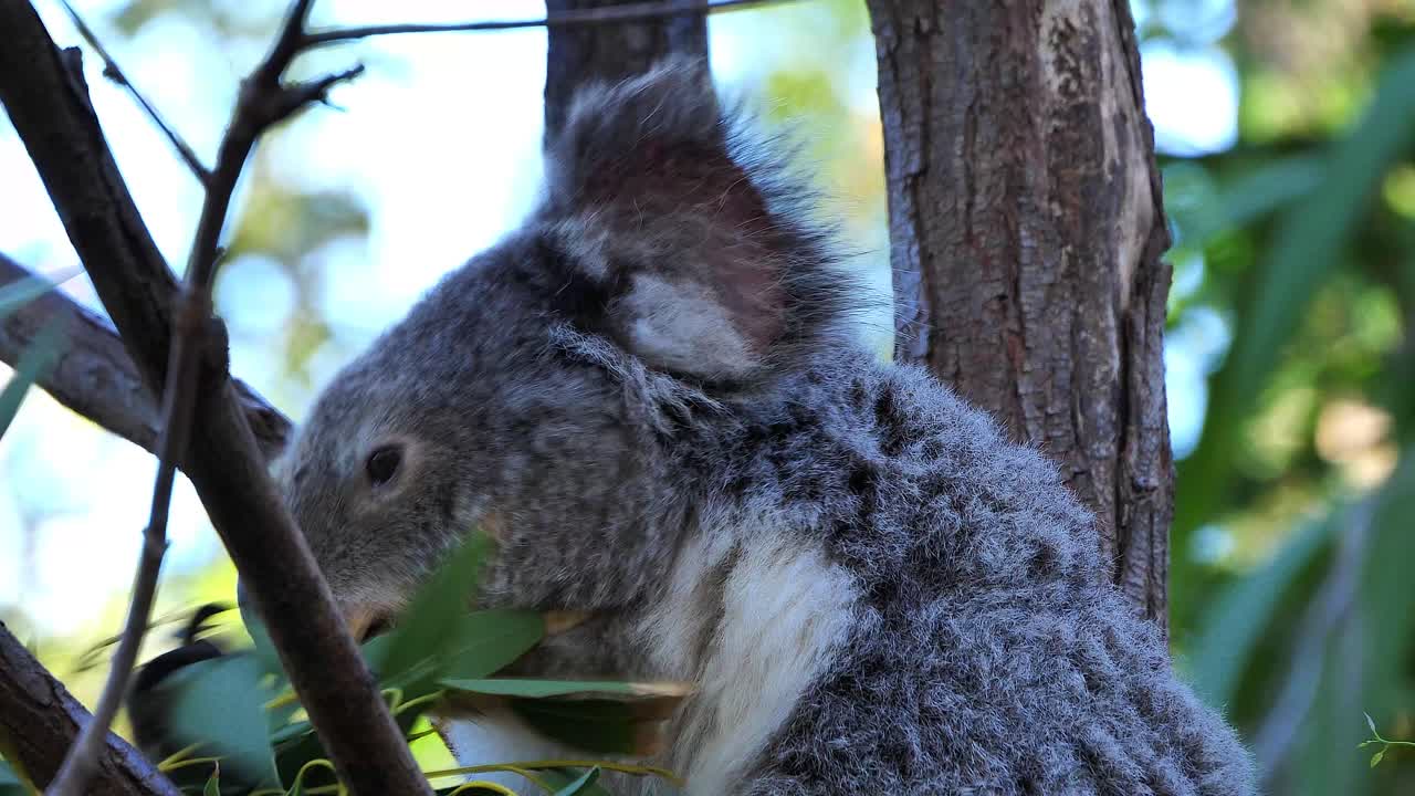 un oso koala se sienta en un árbol de eucalipto en australia