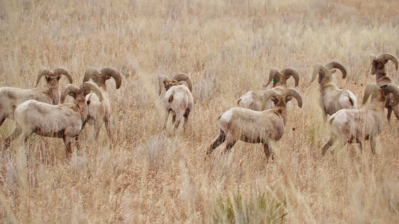un rebaño de ovejas de cuerno grande pastando en el jardín de los dioses, colorado, en medio de la hierba alta
