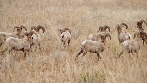 Herd-of-bighorn-sheep-grazing-in-Garden-of-the-Gods,-Colorado,-amid-tall-grass