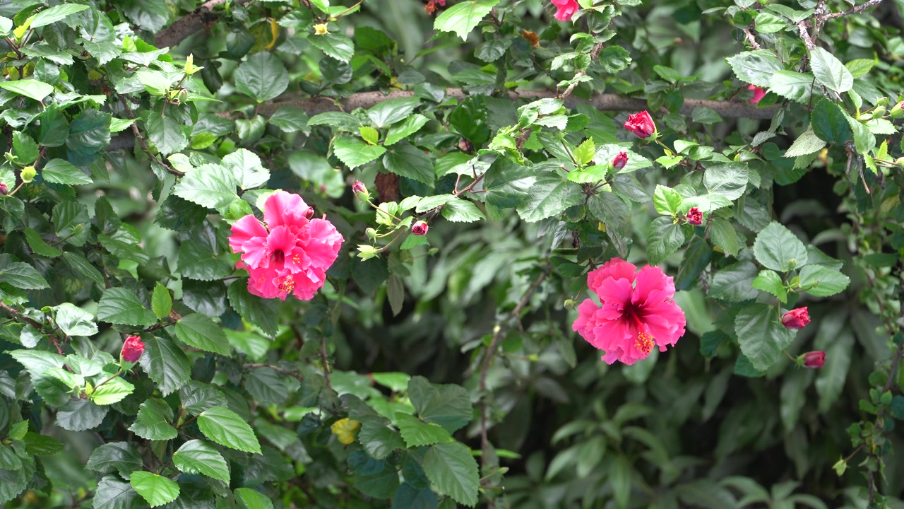Scatto statico con treppiede di vivaci fiori di ibisco rosa, boccioli, rami e foglie verdi lucide circondati da una fitta vegetazione del giardino. La luce diurna soffusa crea una scena botanica naturale con una delicata profondità.