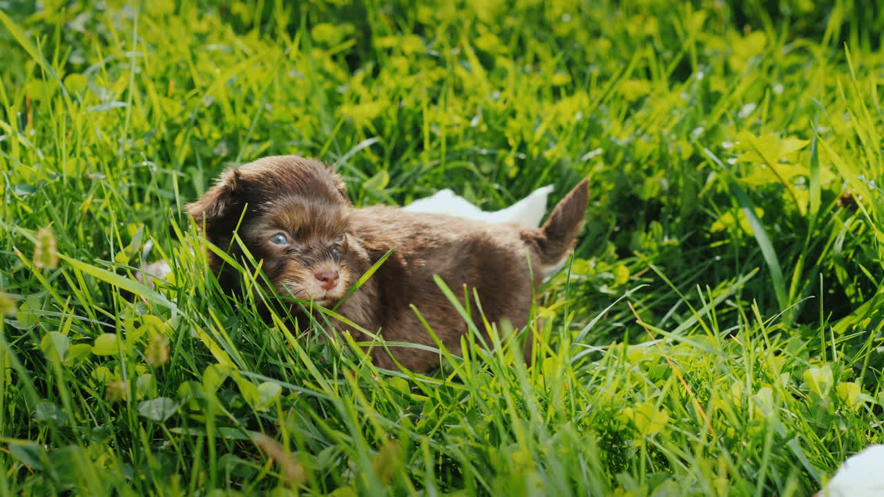 Cute Puppies In Bright Green Grass