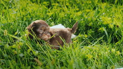 cute puppies in bright green grass