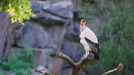 pájaro buitre rey haciendo caca en una rama de árbol iluminado por la luz del sol