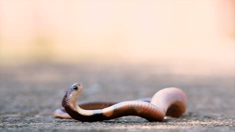 Una-Cobra-De-Tamaño-Mediano-Con-Un-Cuerpo-Delgado-En-Comparación-Con-Otras-Cobras