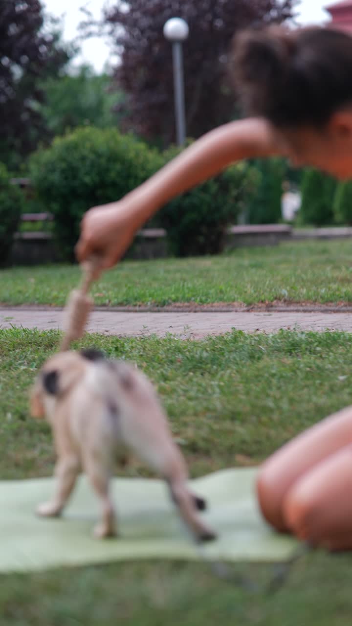 perro pug jugando con un juguete de cuerda en un parque