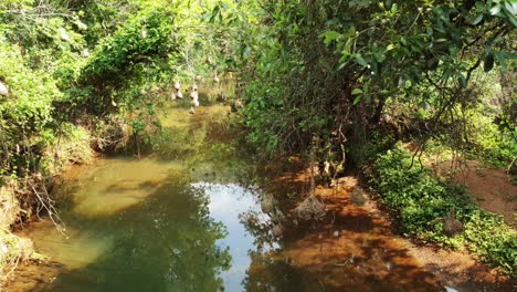 Crocodile-river-water-flowing-with-weaver-bird-nest-hanging-over-the-stream-at-walter-sisulu-national-botanical-gardens-in-roodepoort,-South-Africa