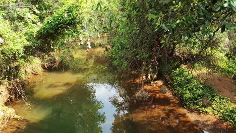 agua de río cocodrilo que fluye con un nido de pájaro tejedor colgando sobre el arroyo en los jardines botánicos nacionales walter sisulu en roodepoort, sudáfrica