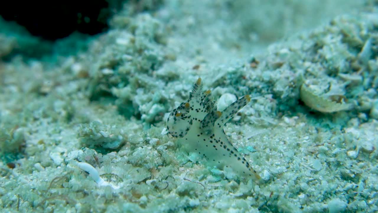 nudibranquio pokemon con pequeñas manchas negras se arrastra sobre el fondo del océano arenoso