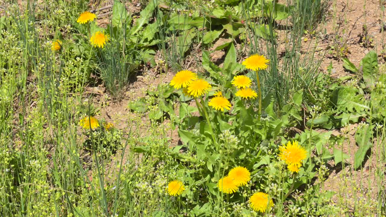 Uno scatto ravvicinato di alta qualità di vivaci fiori di tarassaco gialli che sbocciano in un prato verde lussureggiante durante una giornata di sole.