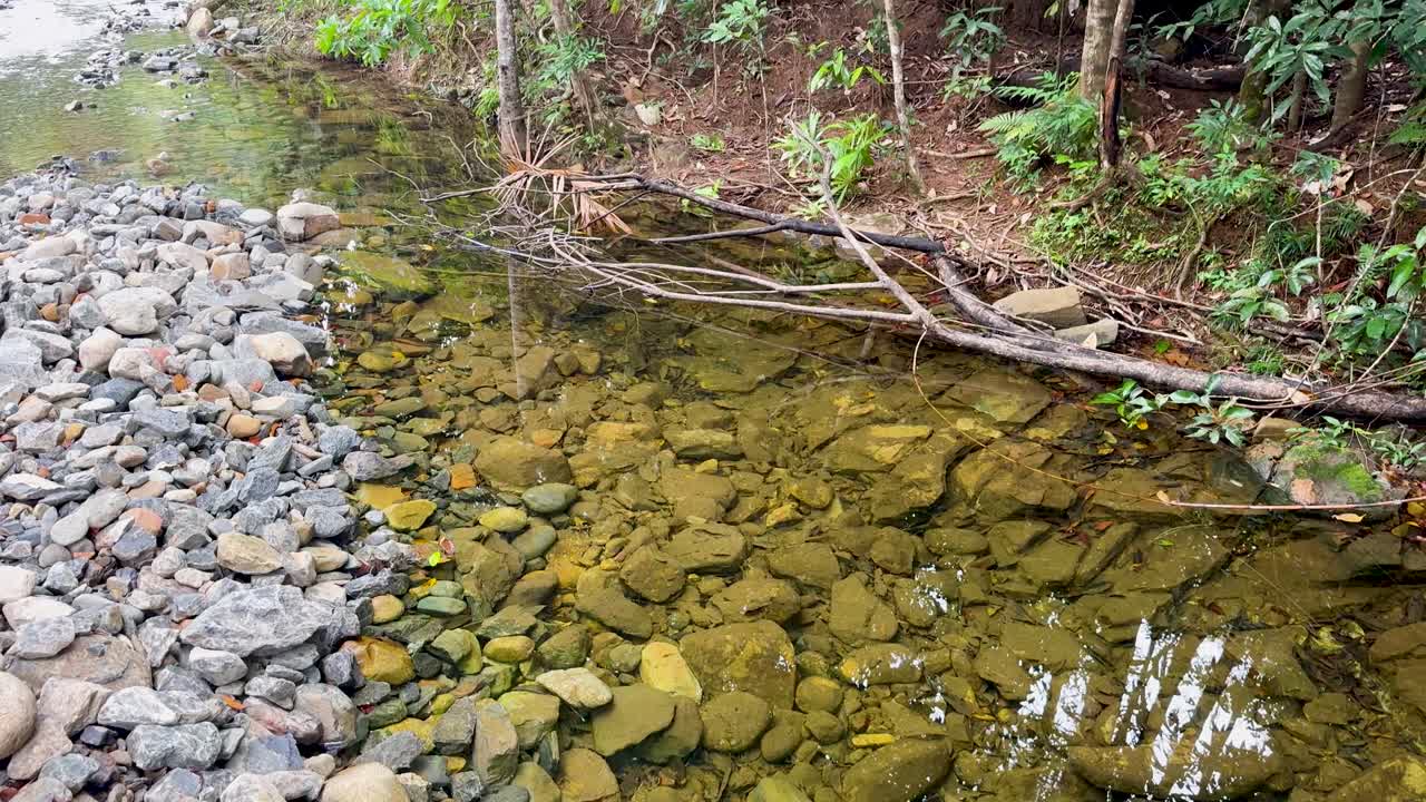 Clear water flows over rocks in a serene rainforest creek, with lush greenery and natural light reflections