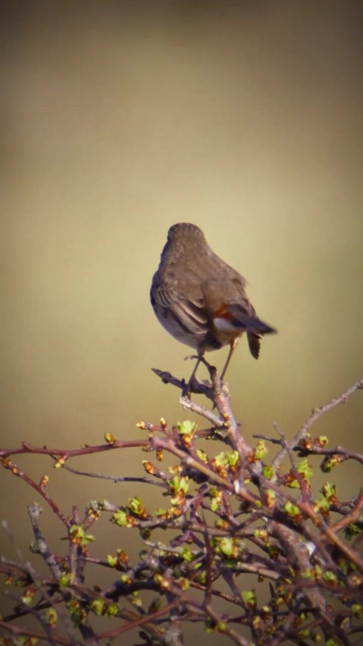A brown bird stands on budding branches, surveying its surroundings. The soft light highlights the scene. Useful for wildlife documentaries or nature-themed content.