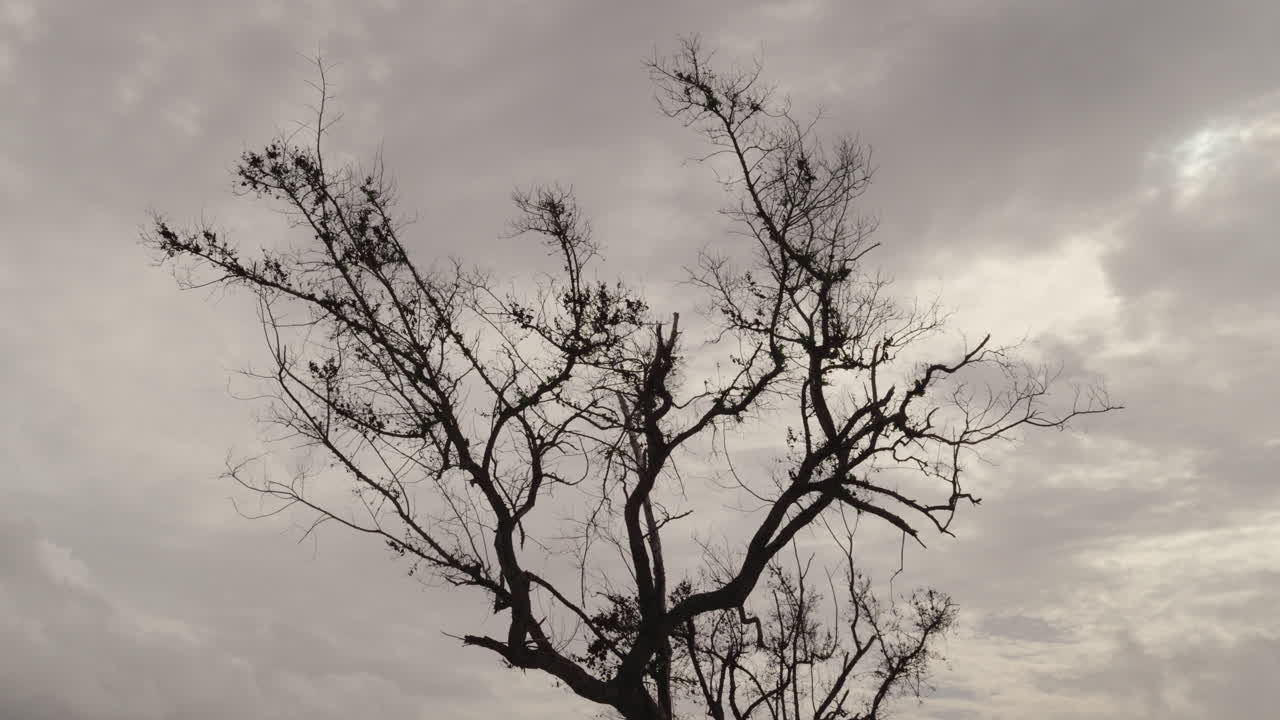 Bare Tree Against a Cloudy Sky