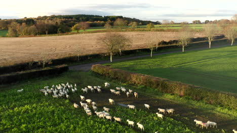 drone footage of herd of sheep grazing in a rural field on a farm at sunrise, early morning sun