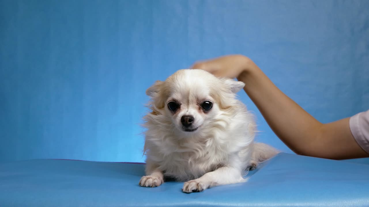 소유자의 여성 손은 하색의 아름다운 털이 길고 털이 긴 개 치후아와를 파란색 배경에 분리합니다.