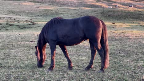 Tiro-Blanco-Medio-De-Un-Caballo-Marrón-Pastando-En-Un-Prado