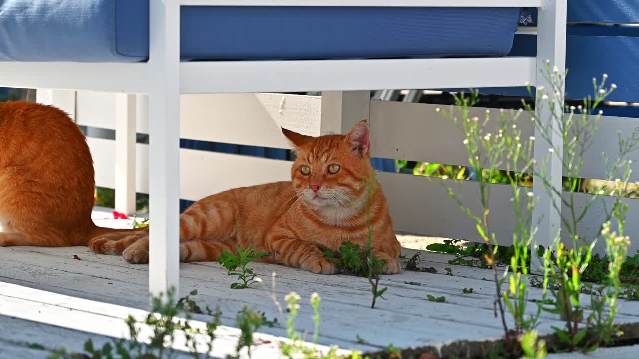 Street cat with orange fur with stripes, yellow eyes in Nikiti, Greece