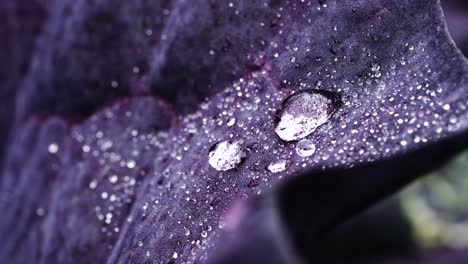 stable shots of clean water droplets falling on leaf of a red lettuce