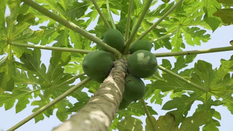 La-Papaya-Está-Colgando-En-El-árbol