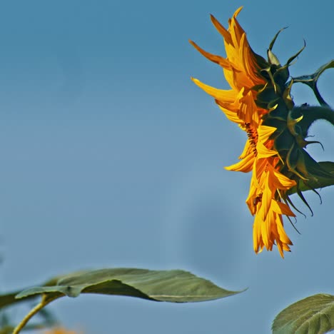 a sunflower at sunset in a sunflower field