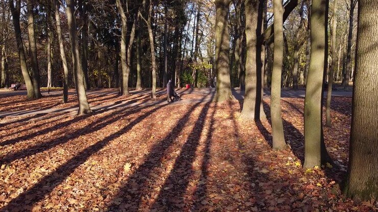 Foglie autunnali cadute nel parco