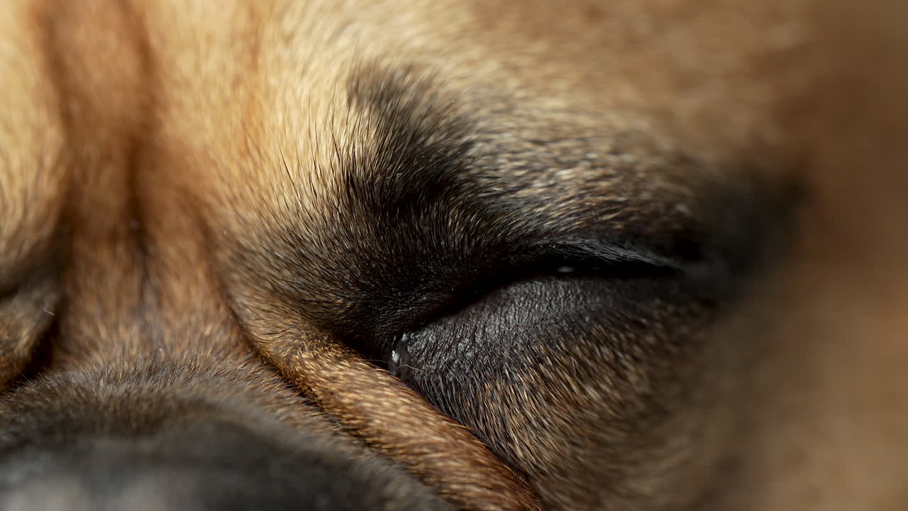 클로즈업 개 눈동자