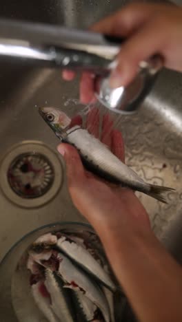 washing sardines in the kitchen sink