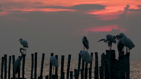 The-Great-Egret,-also-known-as-the-Common-Egret-or-the-Large-Egret