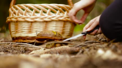 A-Woman-Collecting-A-Penny-Bun-Mushroom-In-The-Woods-To-Cook-A-Yummy-Vegetable-Soup-In-Czaple,-Poland---Close-Up-Shot