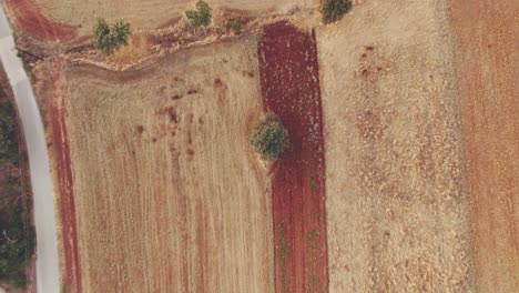 Top-down-drone-shot-of-a-Summer-Field-in-Central-Greece