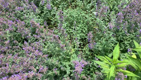 Mariposa-Blanca-Volando-Sobre-Una-Planta-De-Lavanda