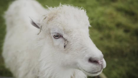 close up bokeh shot of white sheep looking into camera on pasture on faroe islands