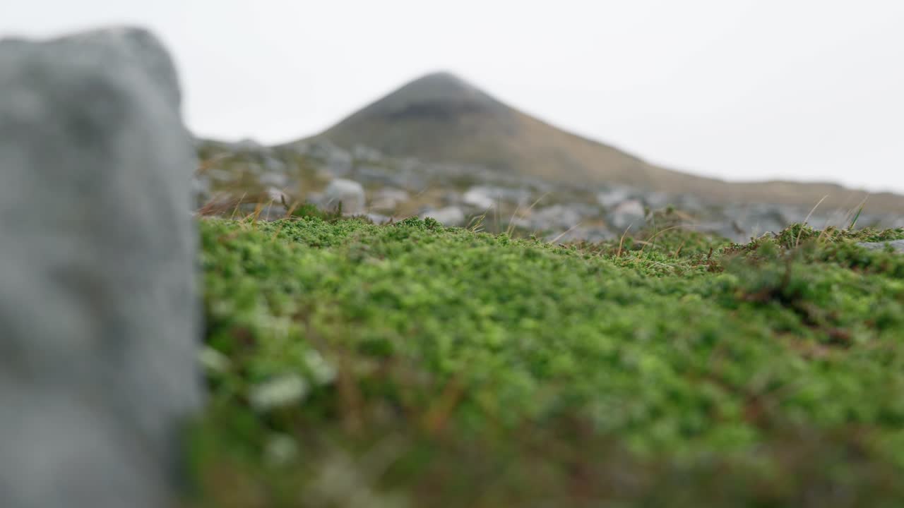крупный план куста можжевельника уступает место вершине горы на заднем плане, когда фокус перемещается по полю валунов